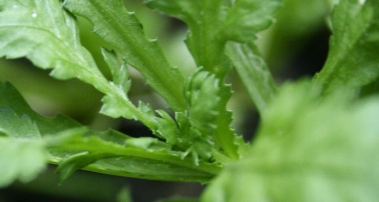 chrysanthemum greens