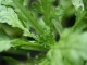 chrysanthemum greens