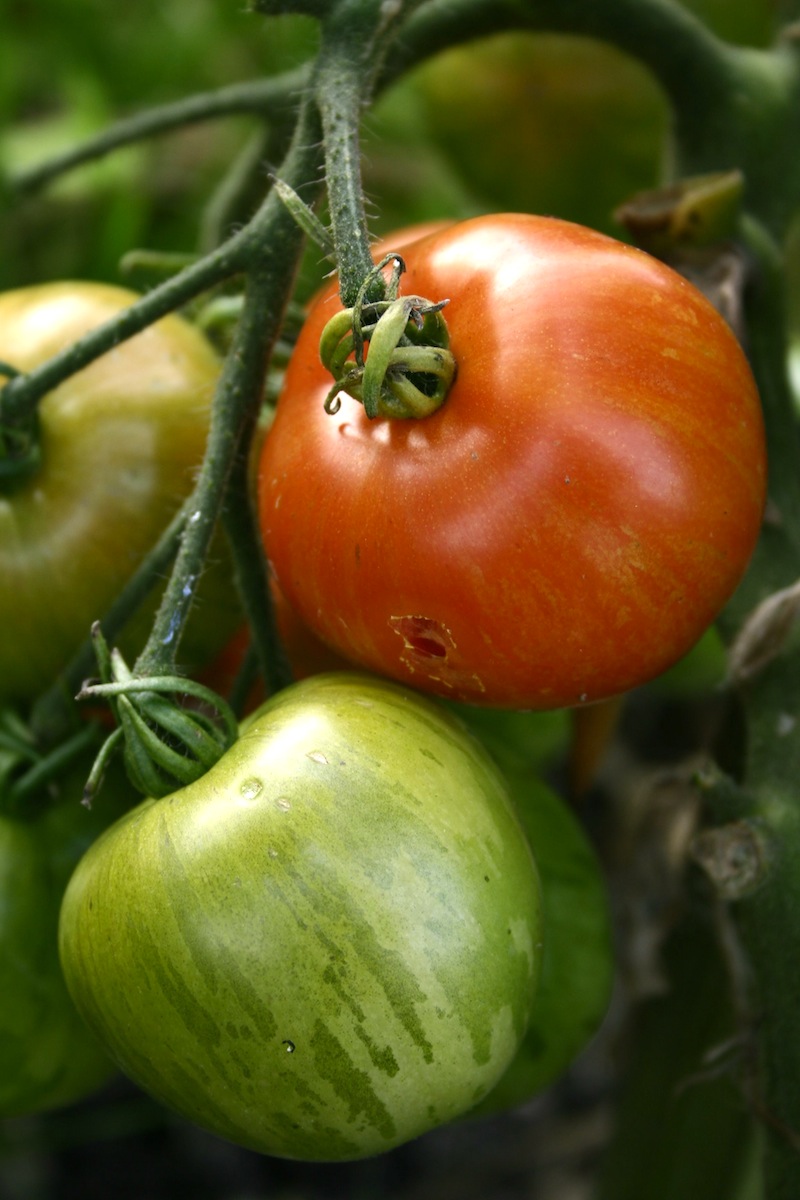 darby yellow pink striped tomato