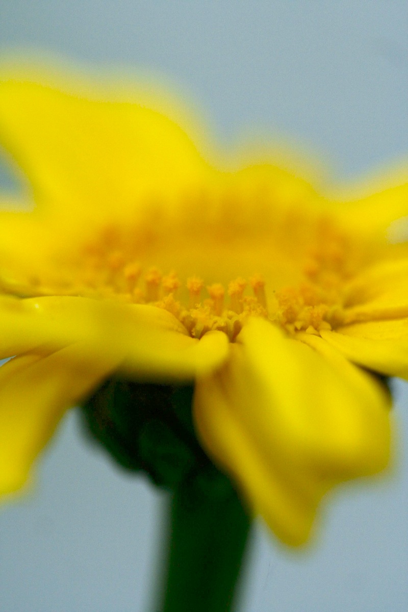 edible chrysanthemum flower