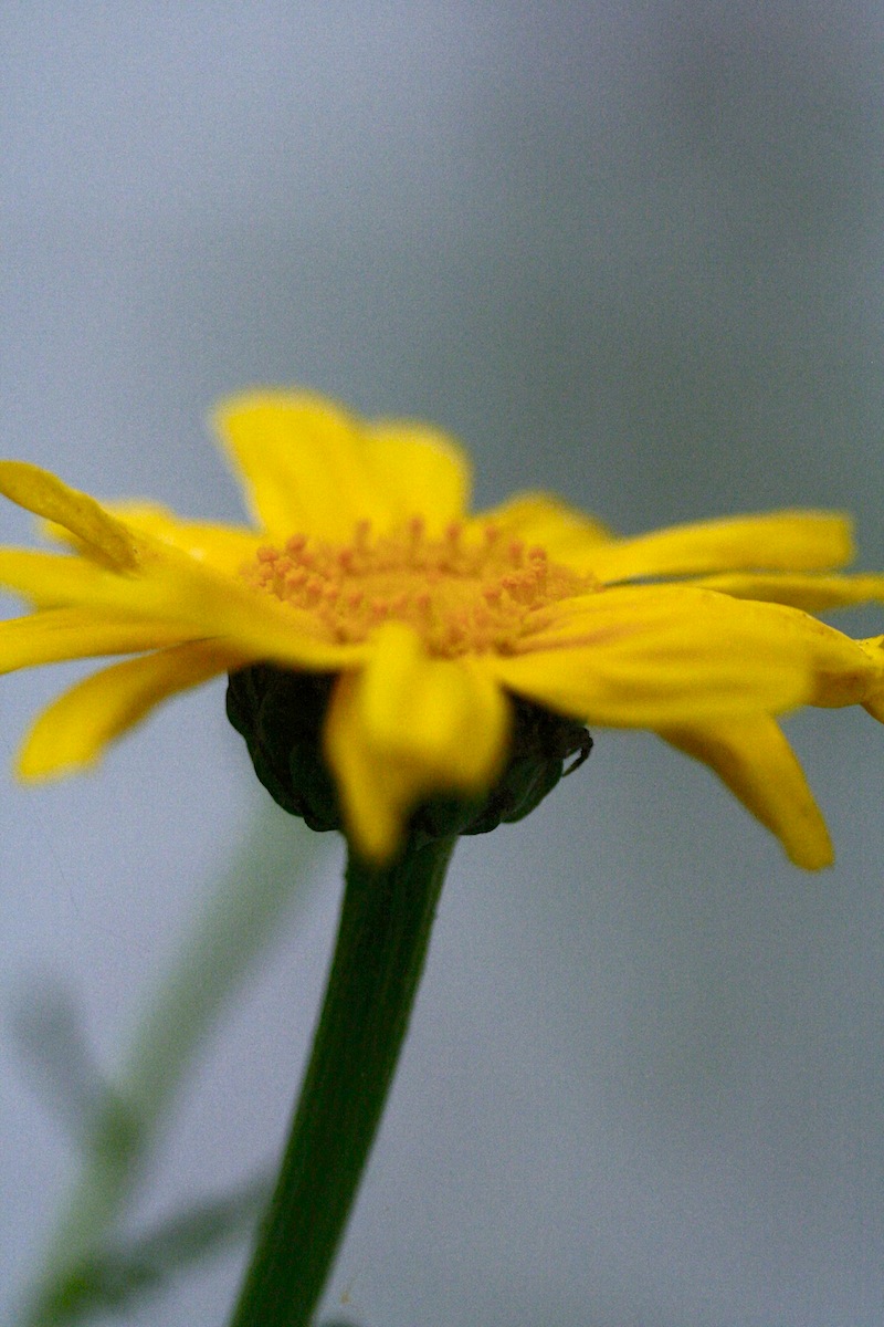 edible chrysanthemum