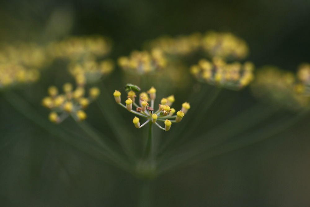 fennel flowers 2