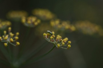 fennel flowers