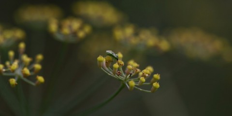 fennel flowers