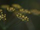 fennel flowers