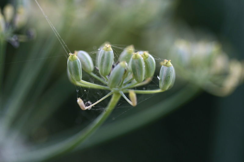 fennel web