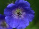 geranium rozanne blue
