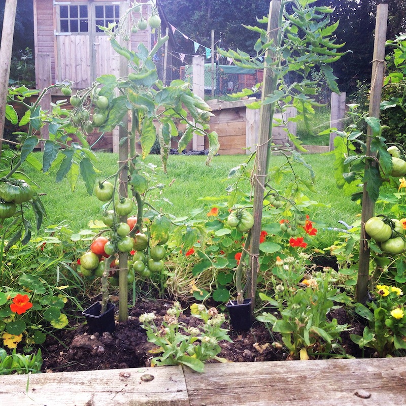 growing heritage tomatoes