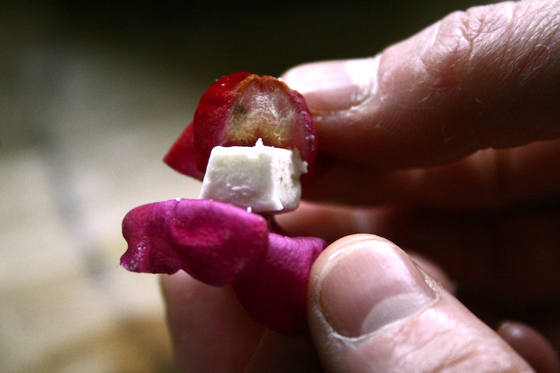 snapdragon canape