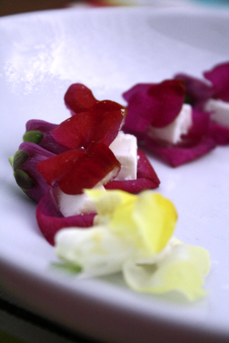 snapdragon canapes