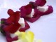 snapdragon edible