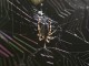 spider backlit web