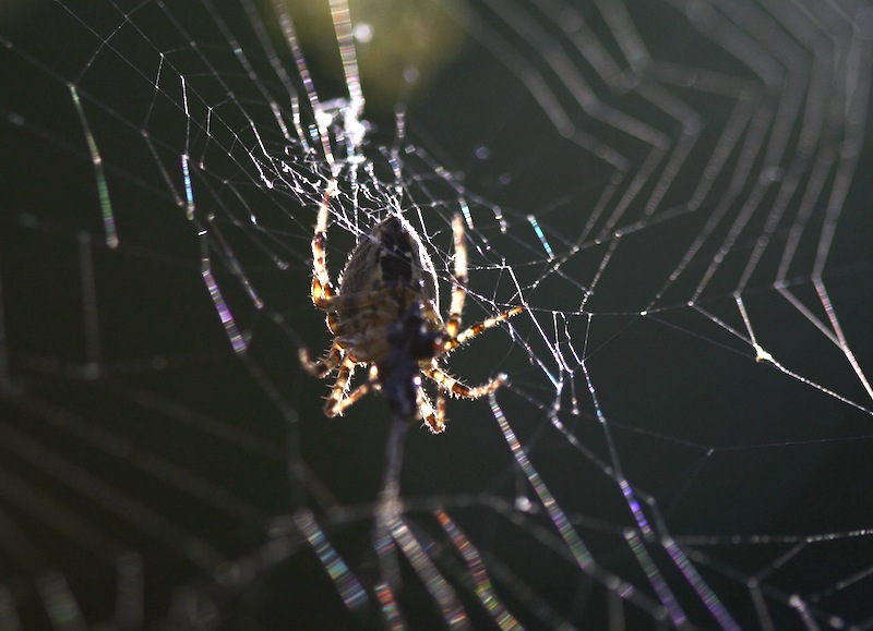 spider close up
