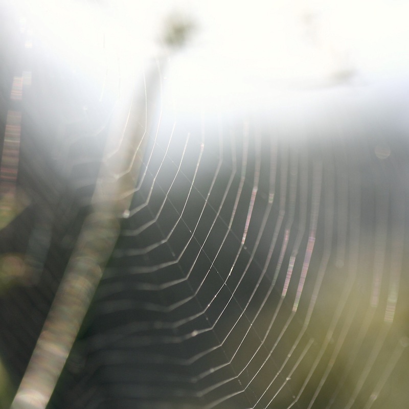 spider web close up