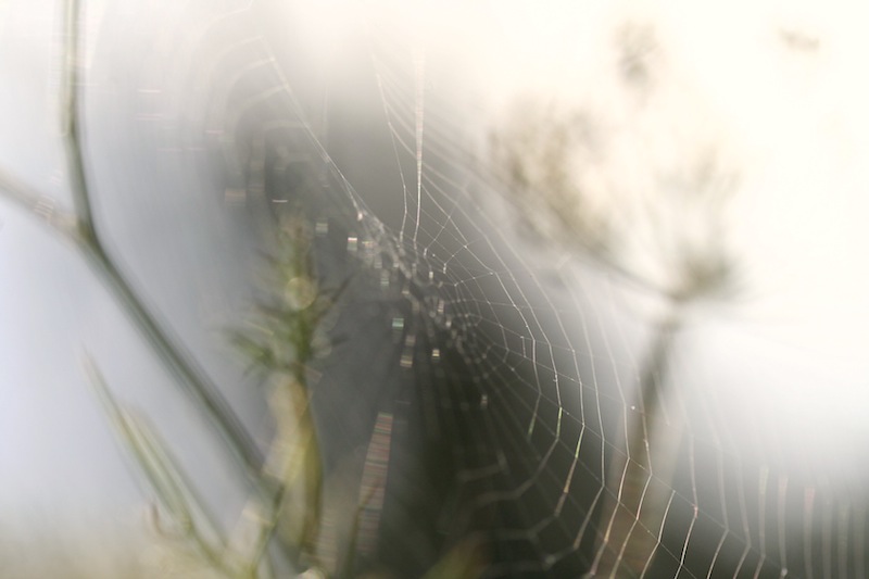 spider web