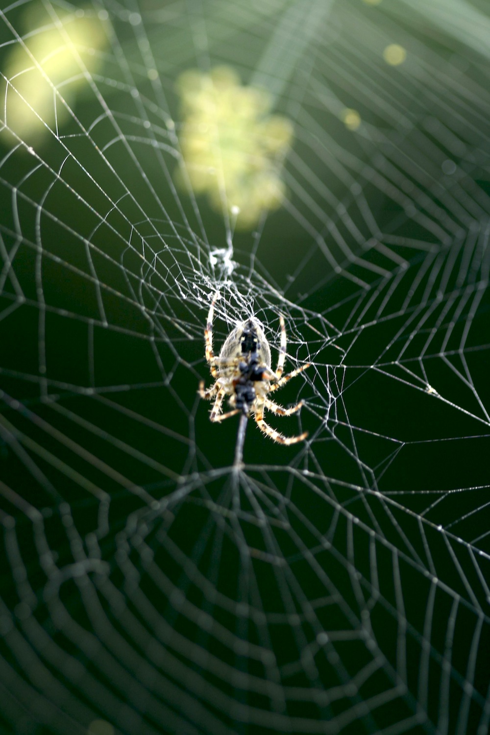 web spider