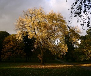 kew autumn