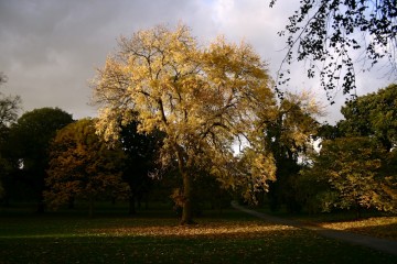 kew autumn