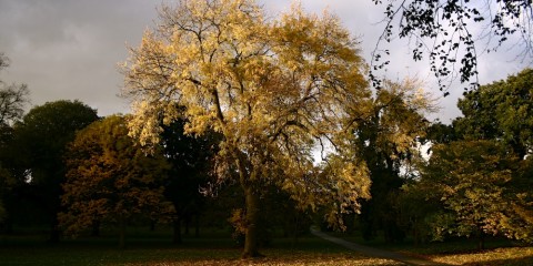 kew autumn
