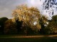 kew autumn