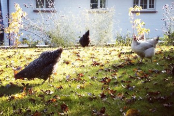 backgarden hens