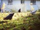 backgarden hens