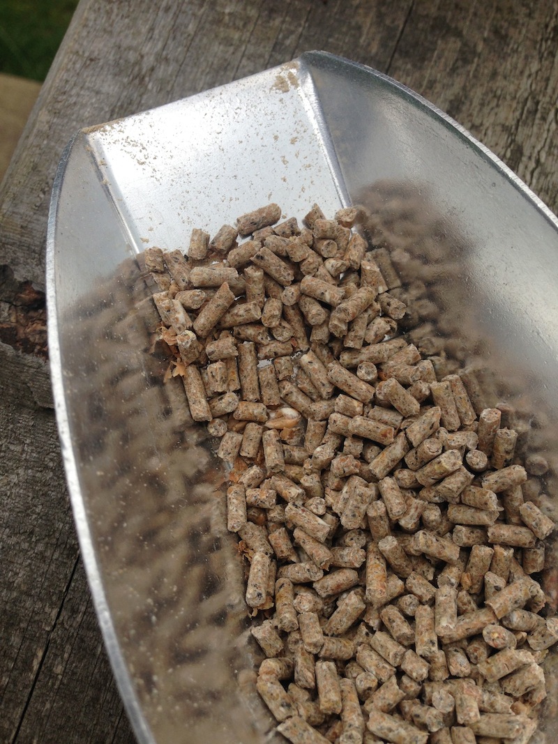 bokashi chicken feed