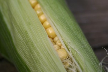 corn harvest