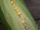 corn harvest