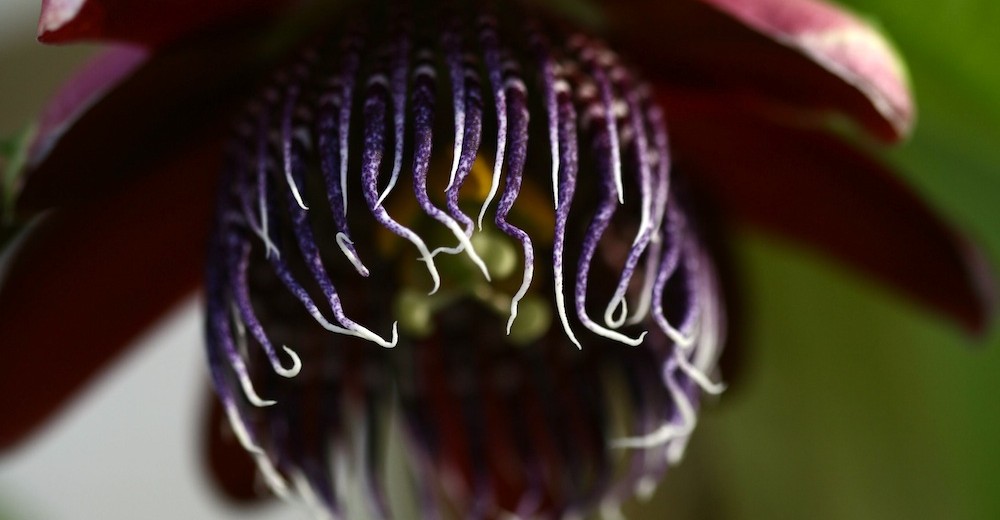 passiflora