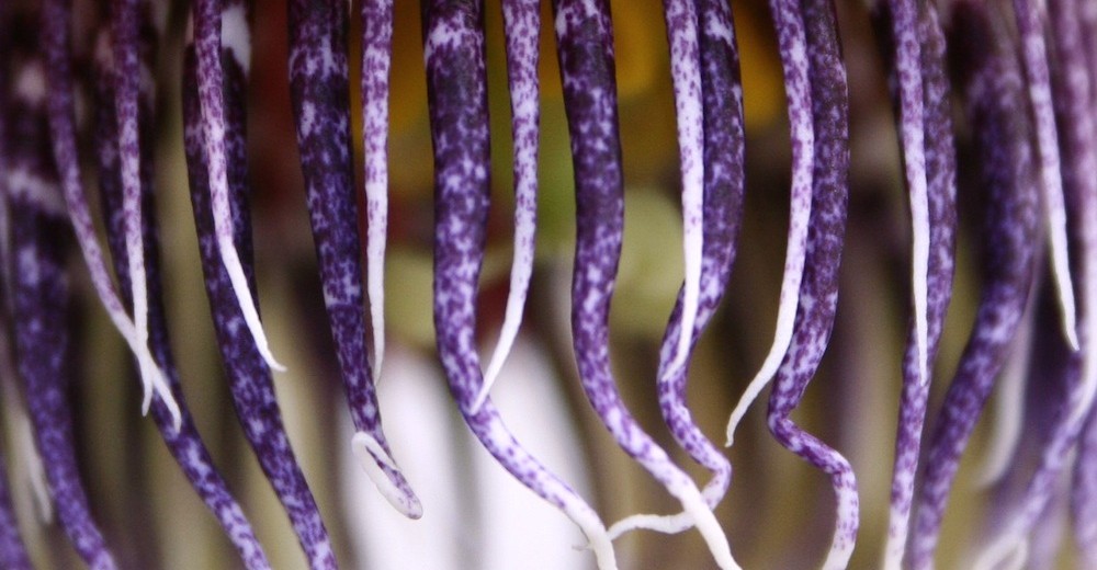 passiflora crown