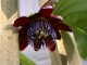 passiflora picture