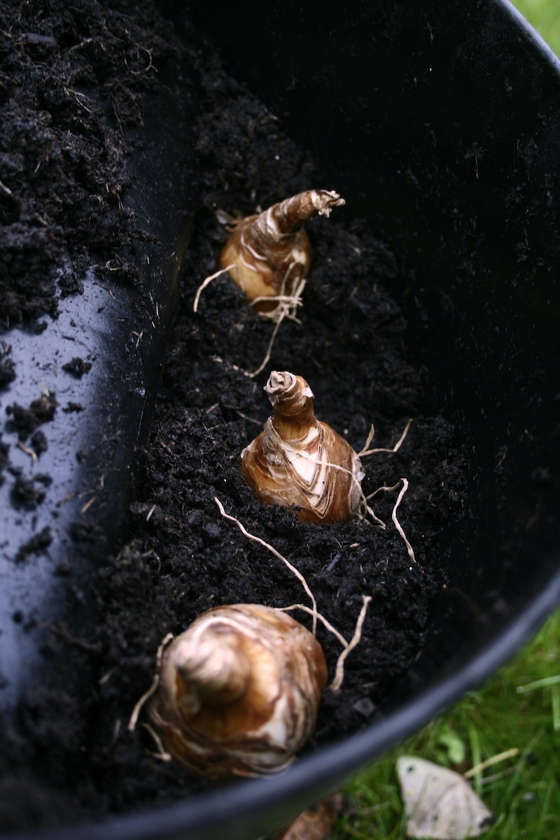 planting daffodils