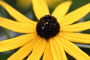rudbeckia goldstrum