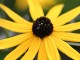 rudbeckia goldstrum