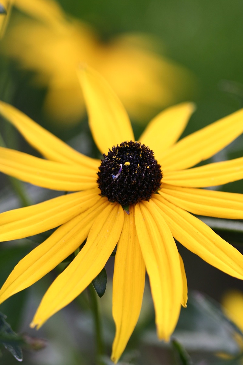 rudbeckia goldstrum
