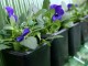 viola flowers