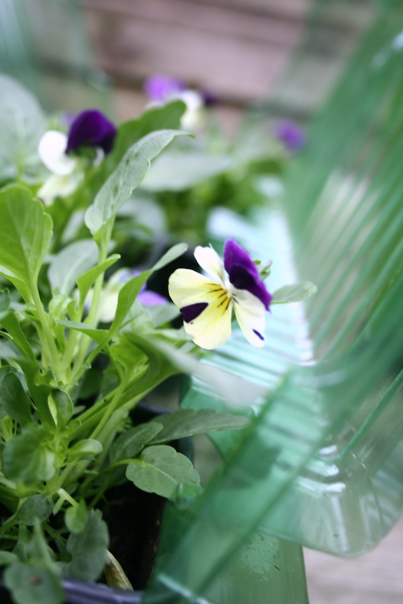 viola pmn