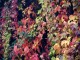 virginia creeper