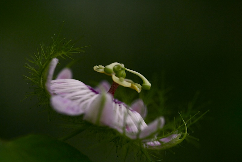 passiflora foetida