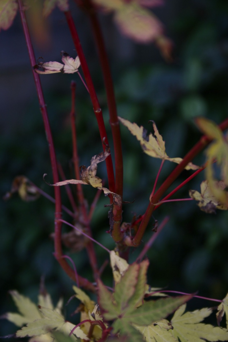 a-palmatum-sango-kaku