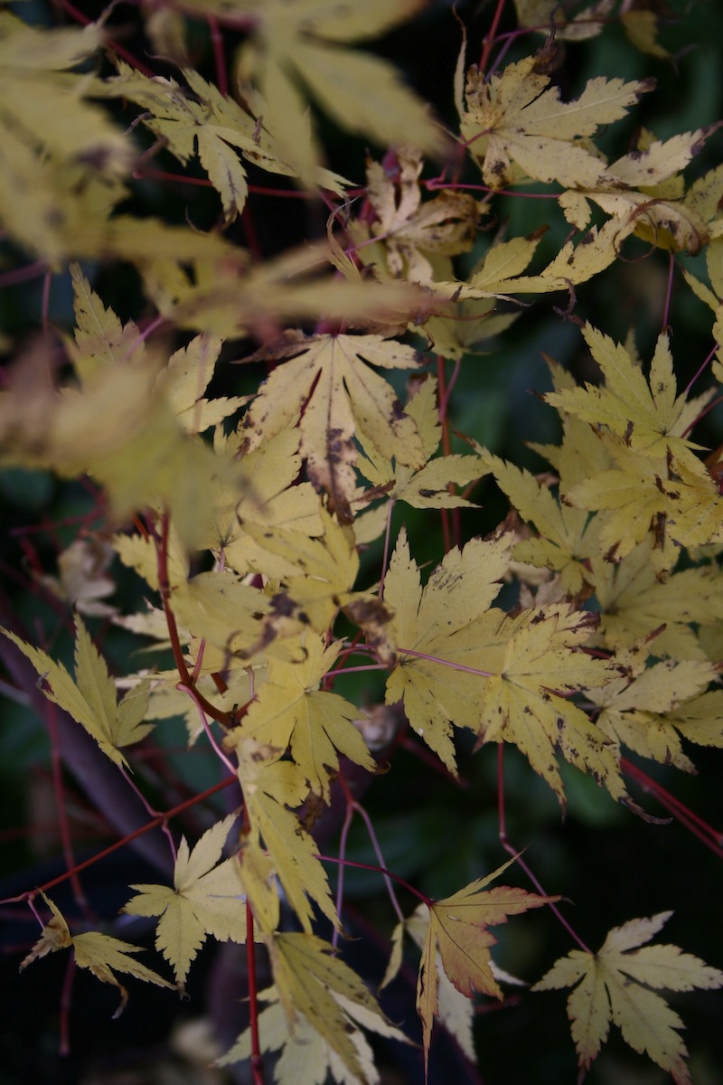 acer-sango-kaku