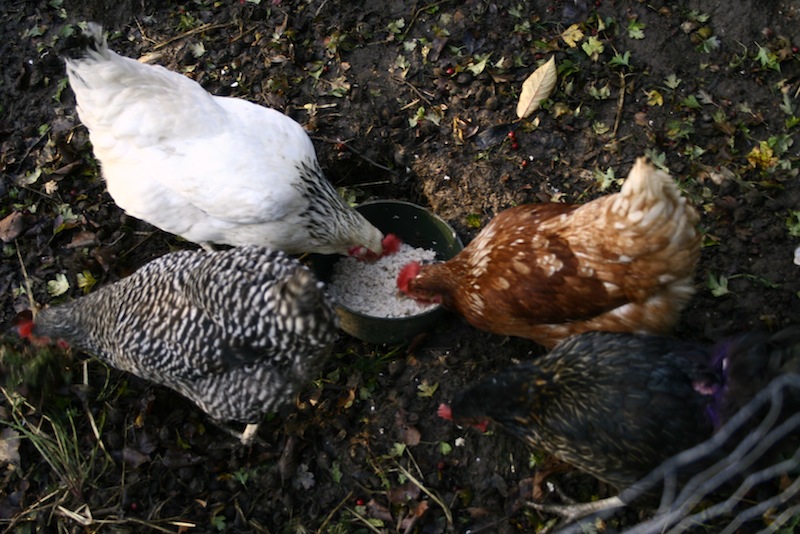 feeding chickens porridge