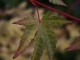 coral-bark-acer