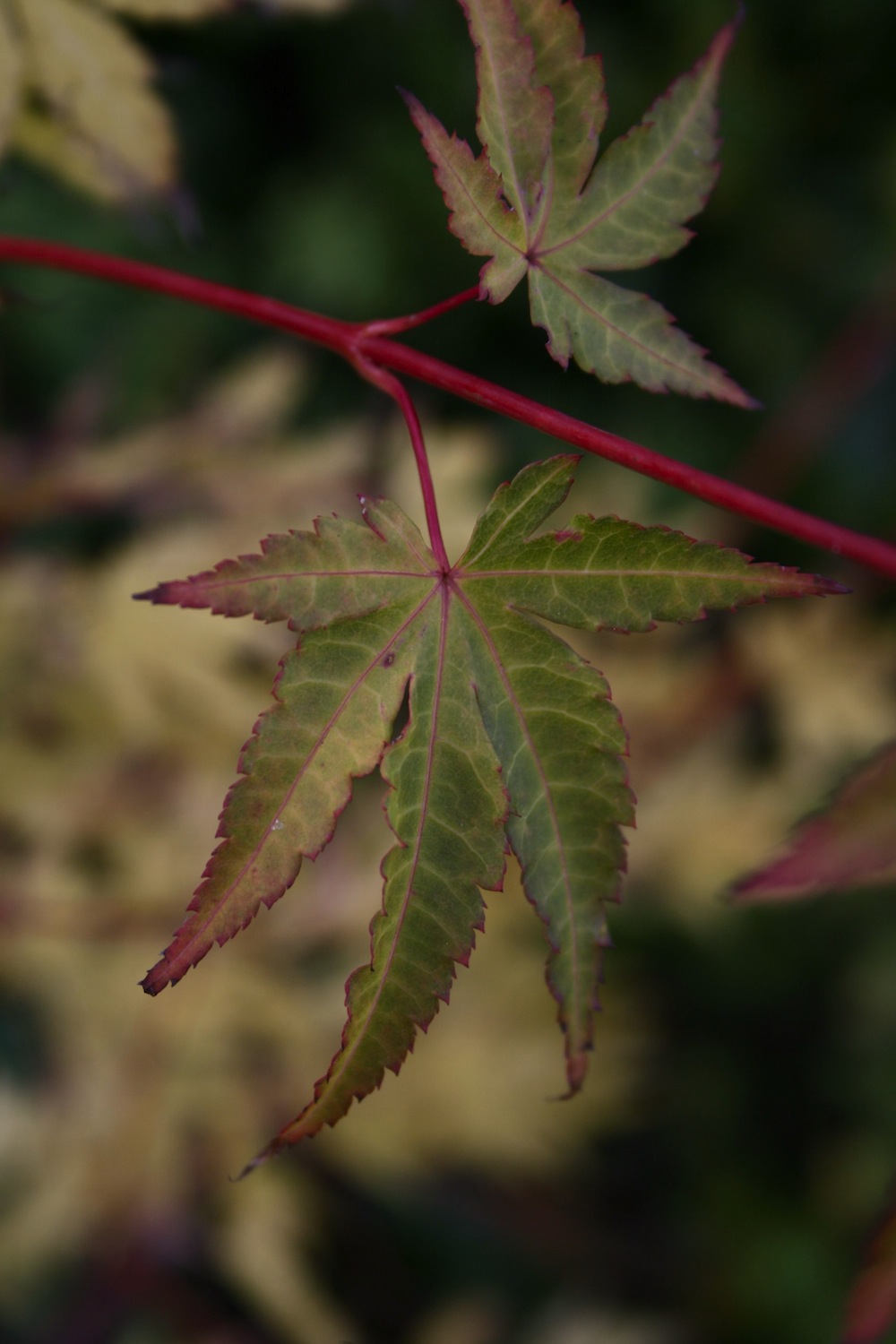 coral-bark-acer