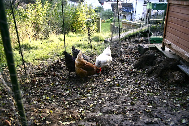 feeding chickens porridge