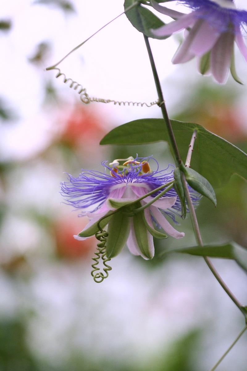 garckei passionflower