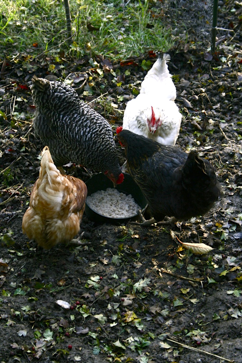 feeding chickens porridge
