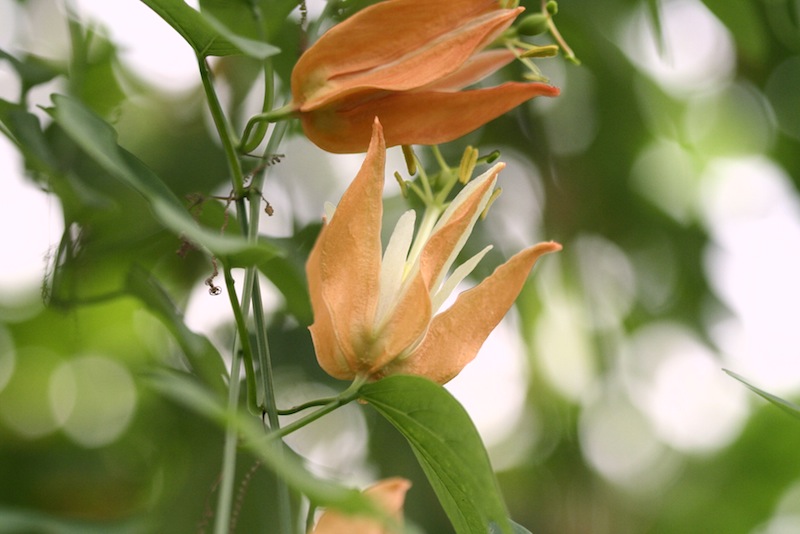 p aurantia