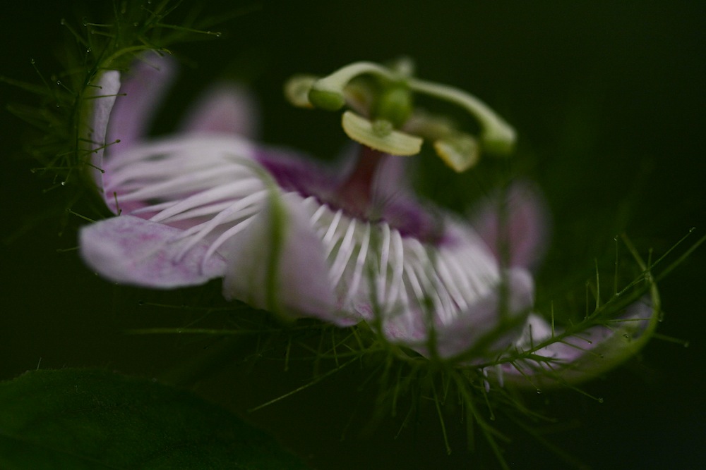 p foetida